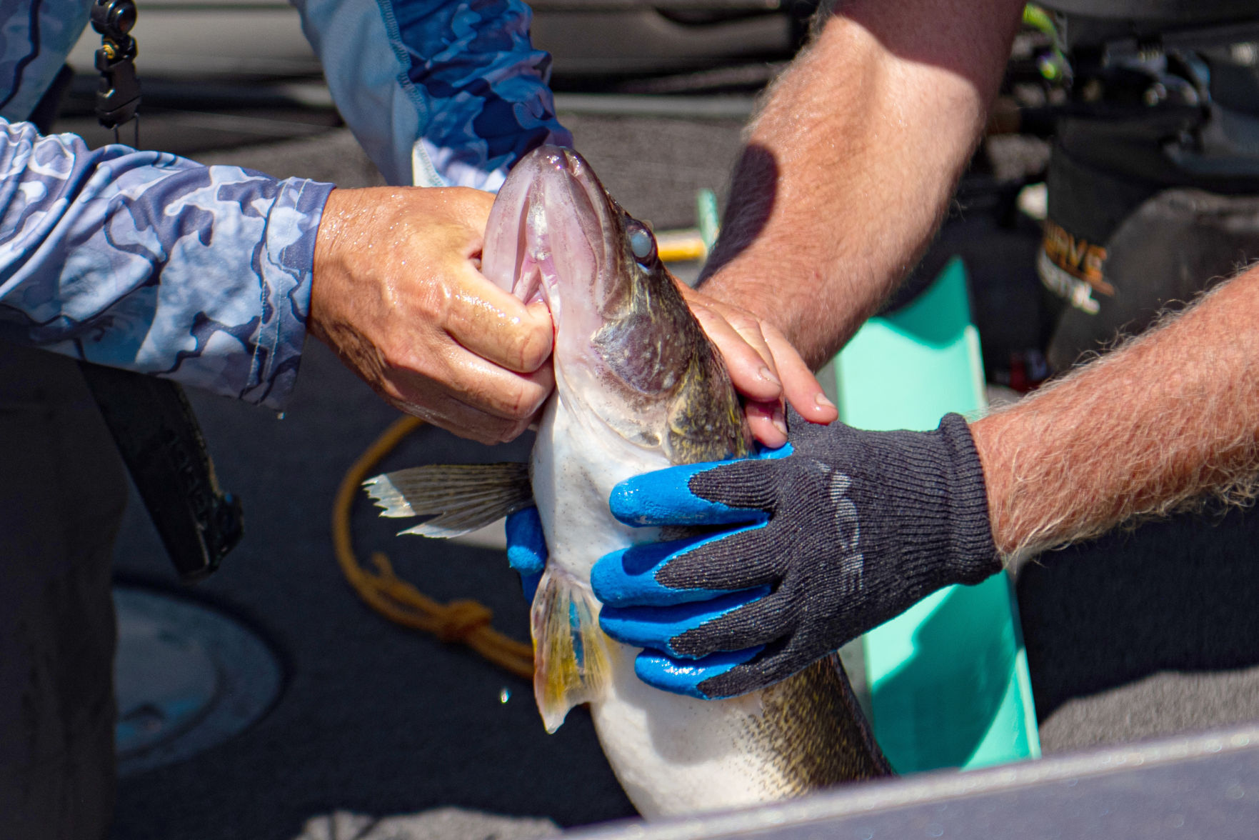 Governor's Cup Walleye Tournament
